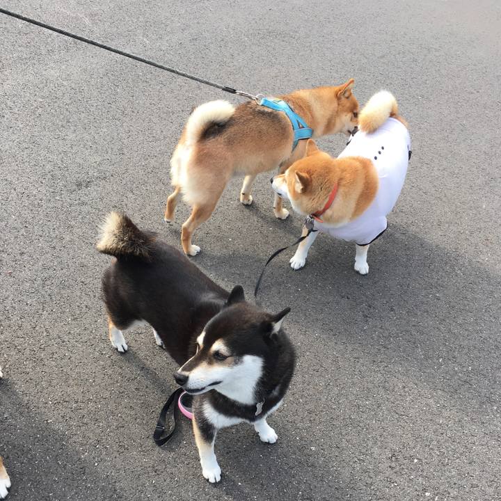 1735b5d5 c159 426b b743 756b8e03e1f1 1539914698180