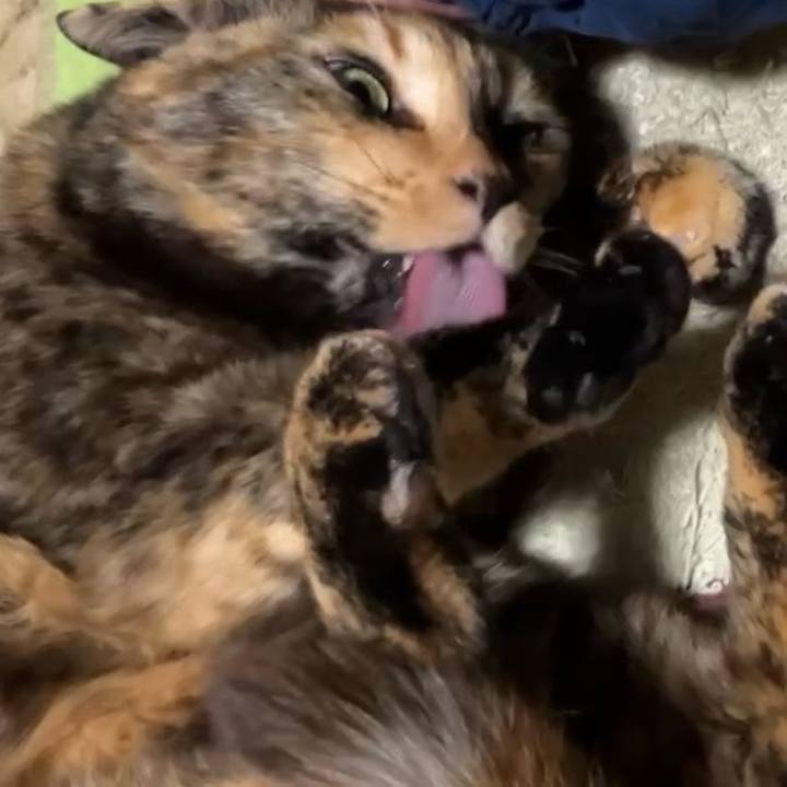 1735d022 56dc 45b3 92ad 21bf7026422a 1741639531156