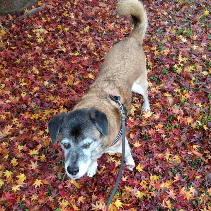 17363481 024b 4494 9b10 8aa82e1f58cb 1544146605106