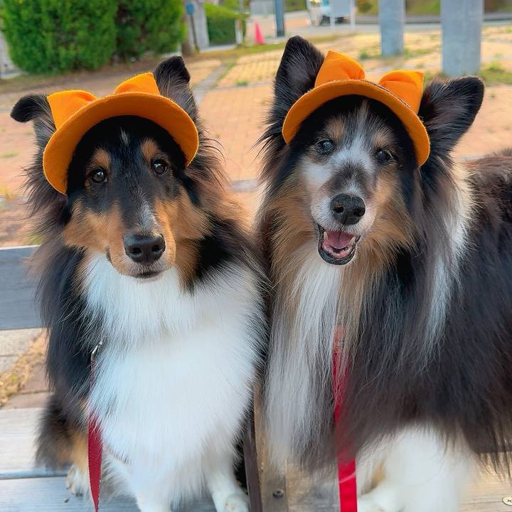 173654f6 9bdb 4fee 89fb 887f52d46be8 1761589901420