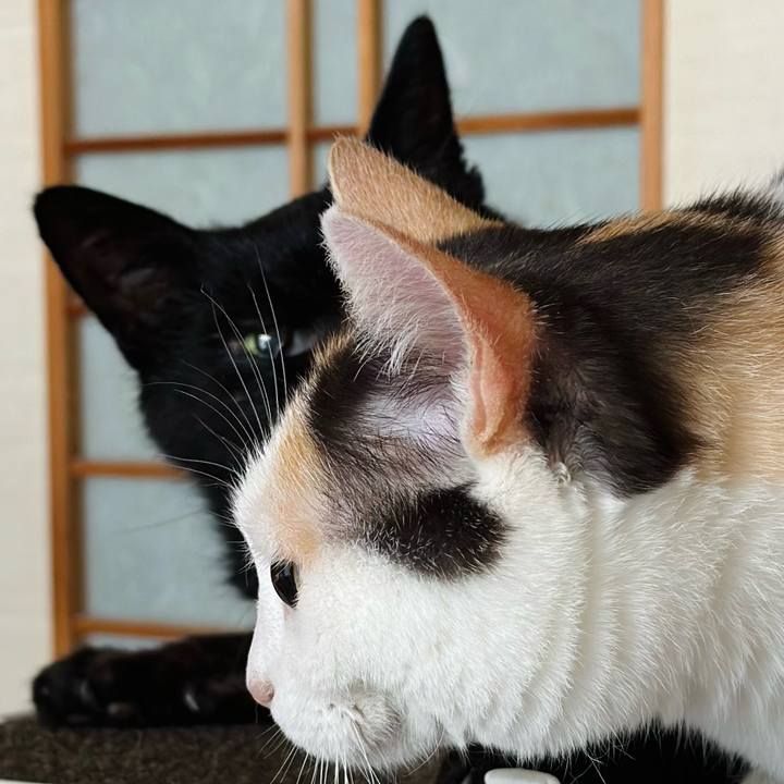 17384016 ce13 4806 8ddf b340dc337b05 1722040122272