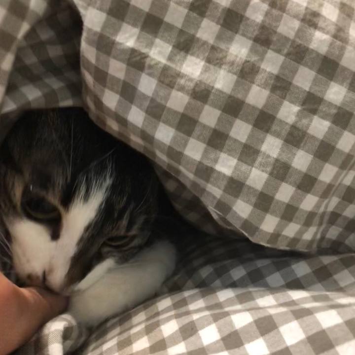 1738d5e7 afb4 42d0 b350 1a8441eff1d4 1514706312482