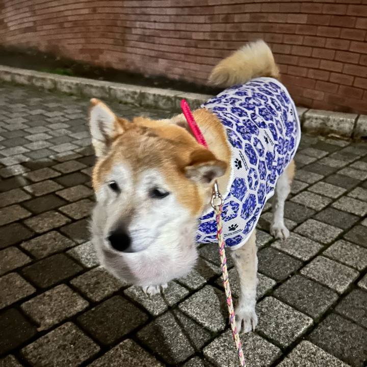 173d2cf1 fc48 4666 93a5 1bd245e37ee8 1761040131284