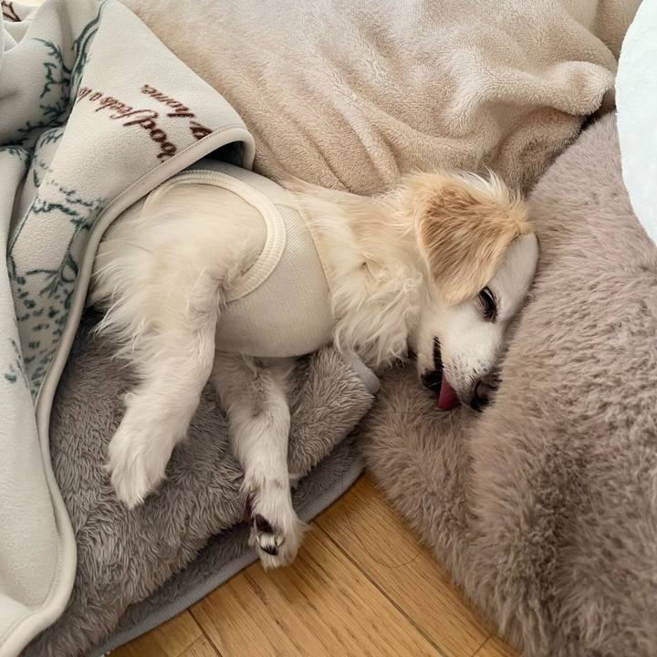 173dc3d4 4a64 4bd5 a64c 4cafc98fe07d 1741517148227