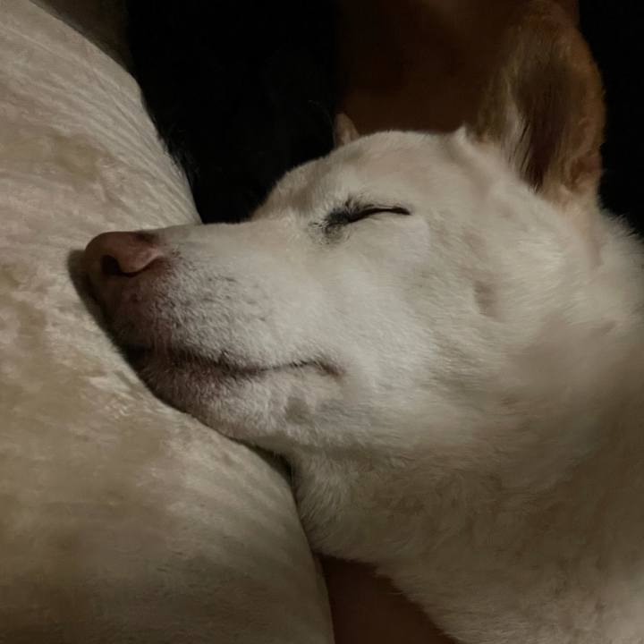 173e991a 87e6 440e ae9c 4e802b9a838a 1635002493320