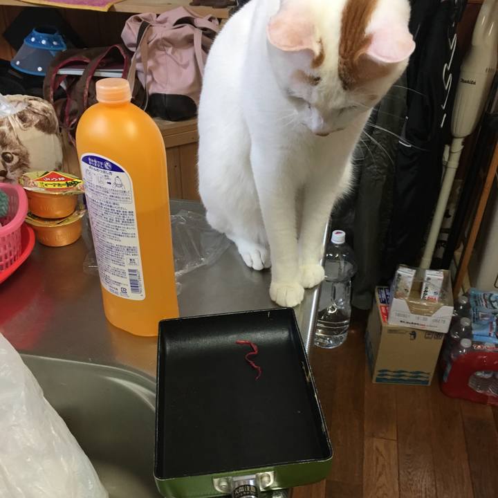 173f0724 7102 4c71 8de2 0cd71dc6faf6 1529444666585