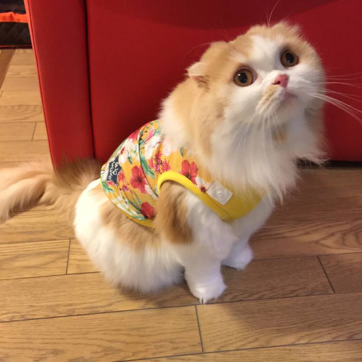 1742207f 1e15 49cc 82d0 d75d65813ca0 1517134769371