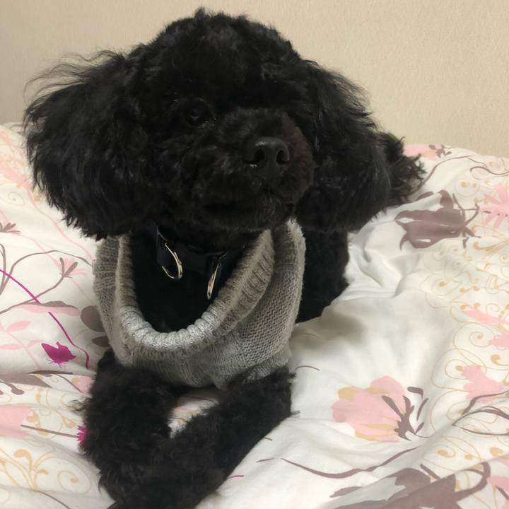 17442a96 5c01 4648 a9eb 69dba4beeb84 1547047132225