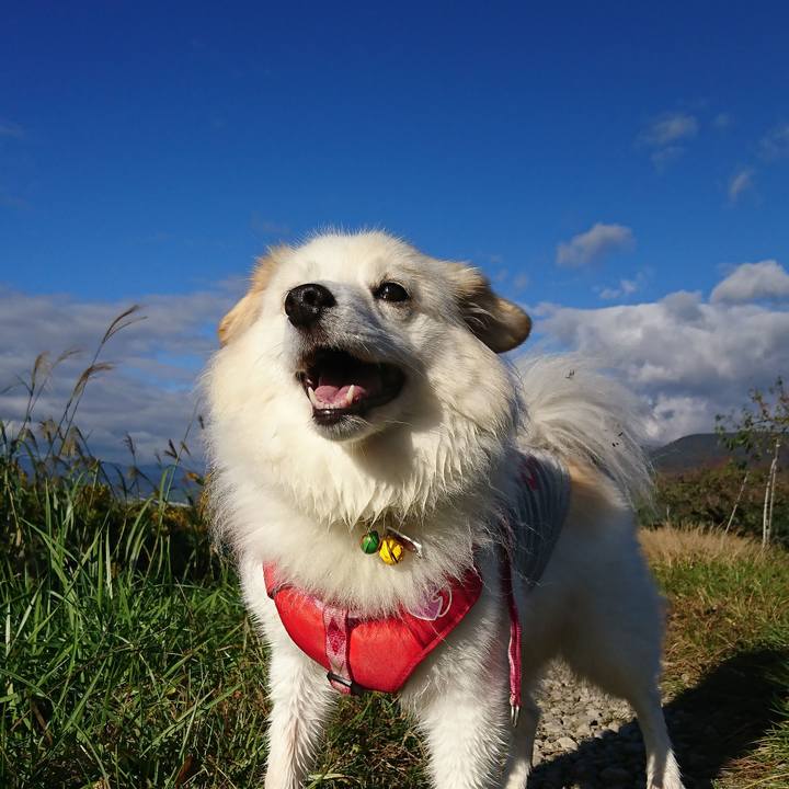 17446ee4 e429 4873 babe 0e79fbc12f0d 1541116232557