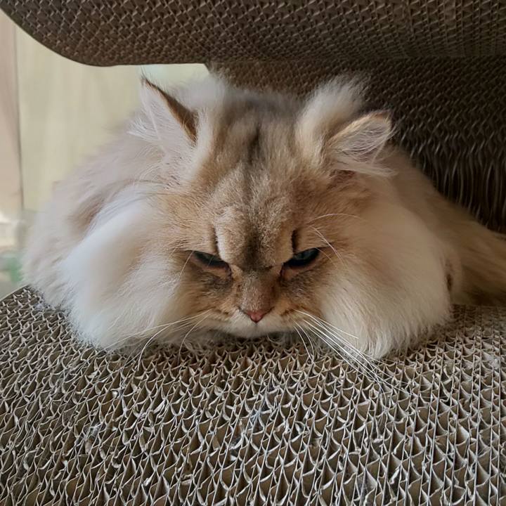 1748c9b2 f600 4c91 a424 9916e42760dc 1577071774489