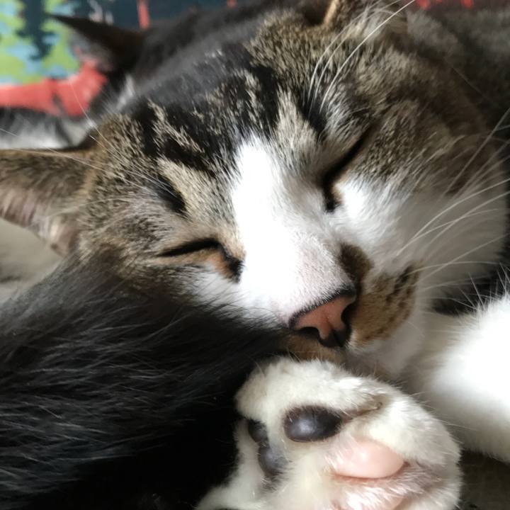 1748e48b 880b 47ae b7de dfe19a0e6fa0 1524127820277