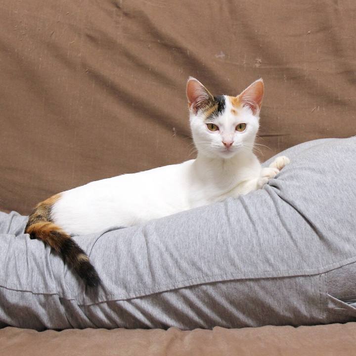 174e0649 e64a 4c29 a5d5 698774f62da3 1544758584625