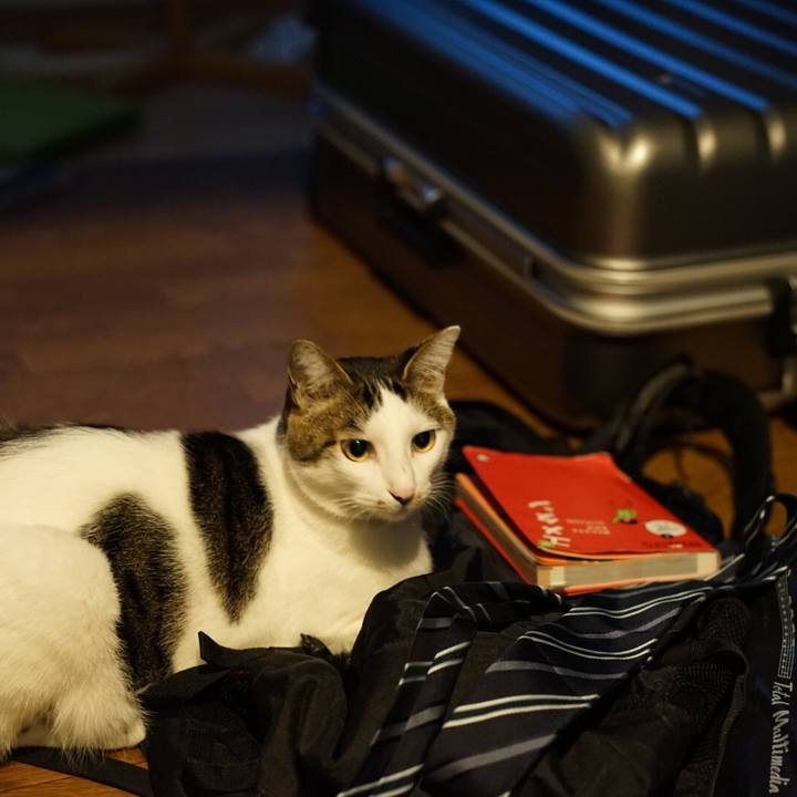 17508f7b b375 4605 a77c 28c6eabbc71d 1548907065934