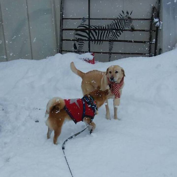 1753c255 42b5 43c2 8239 631aa3197a56 1546515015610