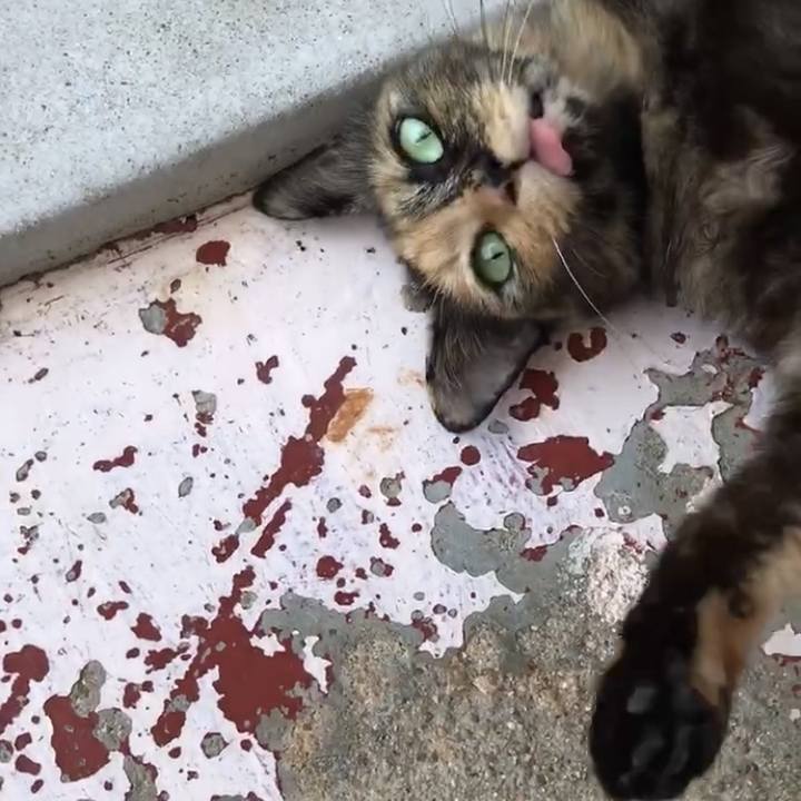 1755e0ff b93c 4c77 ae9a 5dd297539356 1731664386987