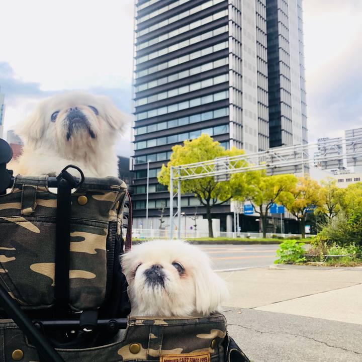 17575d08 af9a 4efd 899b 173ce6fa98b8 1587250086786