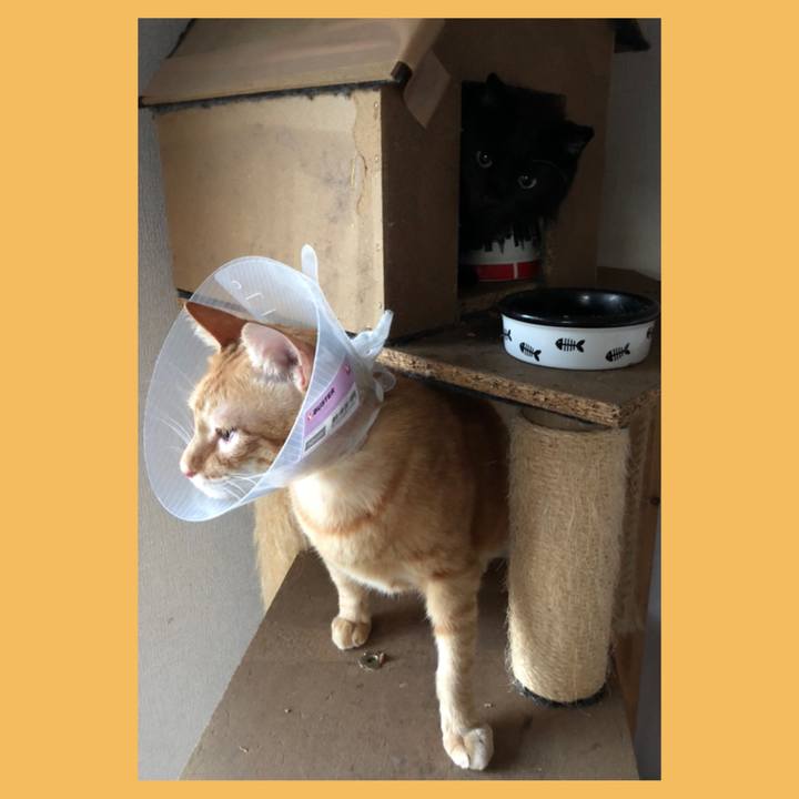 1759c480 a2cb 41d0 915a b16b4e1592b8 1600506065295