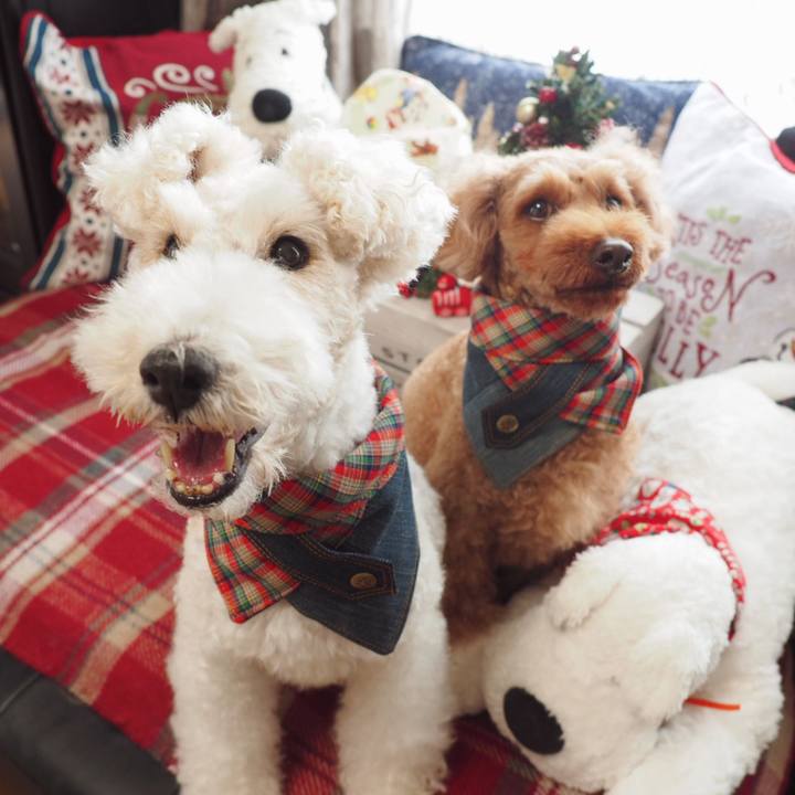 175aaf16 7e71 4212 bc57 f29b87211906 1545574606624