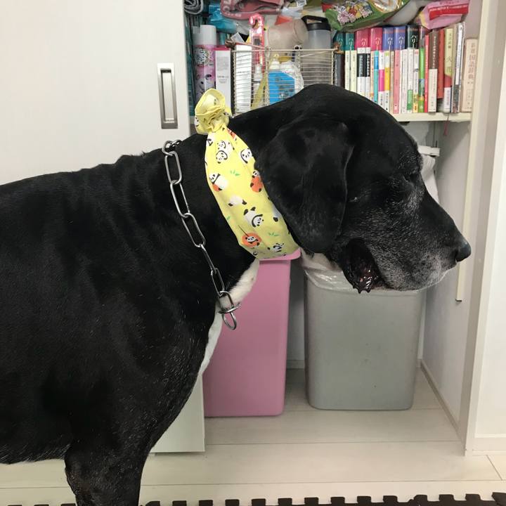 175ba413 7c30 4387 afb0 367c129ef7ea 1533076707382