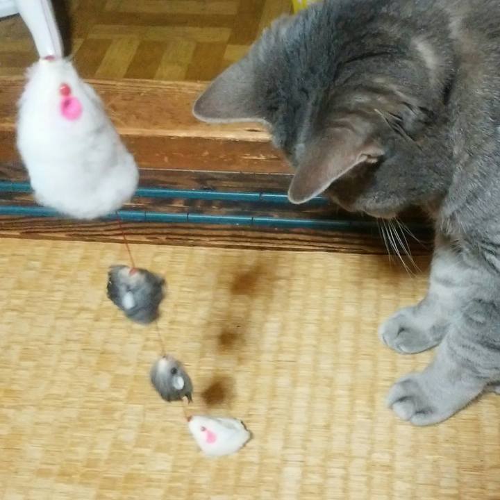 175ce8f8 aae2 4851 88b5 7bcb1c9b4a53 1529750022432