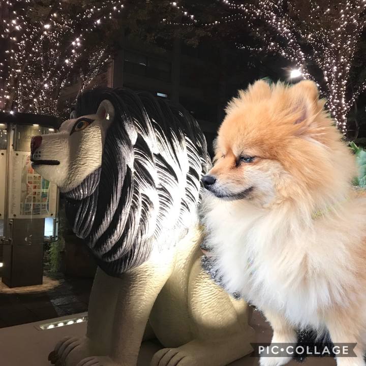 17607511 2889 4bdc 9d95 382fbfbae56d 1545115945578