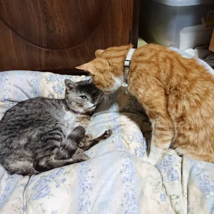 17612c68 f6d1 4f40 a287 7ccce712cf75 1590839424408