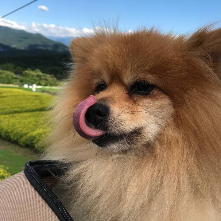 17636417 d326 4a13 9c74 6fc0ef76bcd5 1536716827626