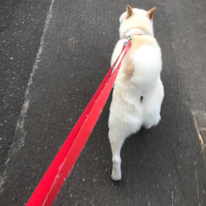 17639a3a 64d4 422f 8d91 edea4c4788a1 1533789173143