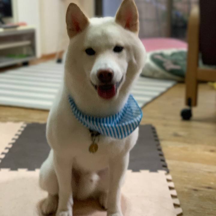 1765defc b6f9 4e95 a819 bc5f7da0e547 1597785631980