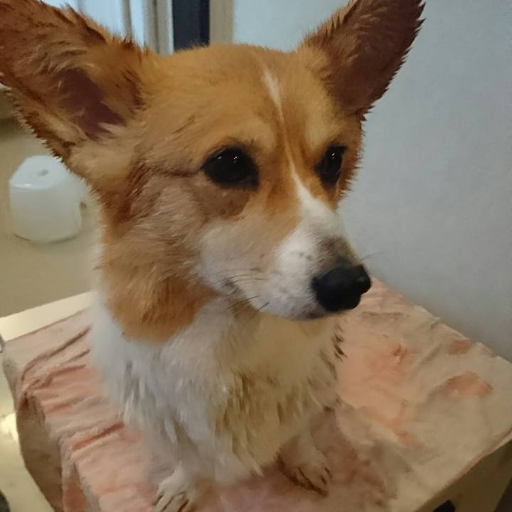 176703c1 cf83 4f4d 9727 9c05b9de22e0 1554541238950