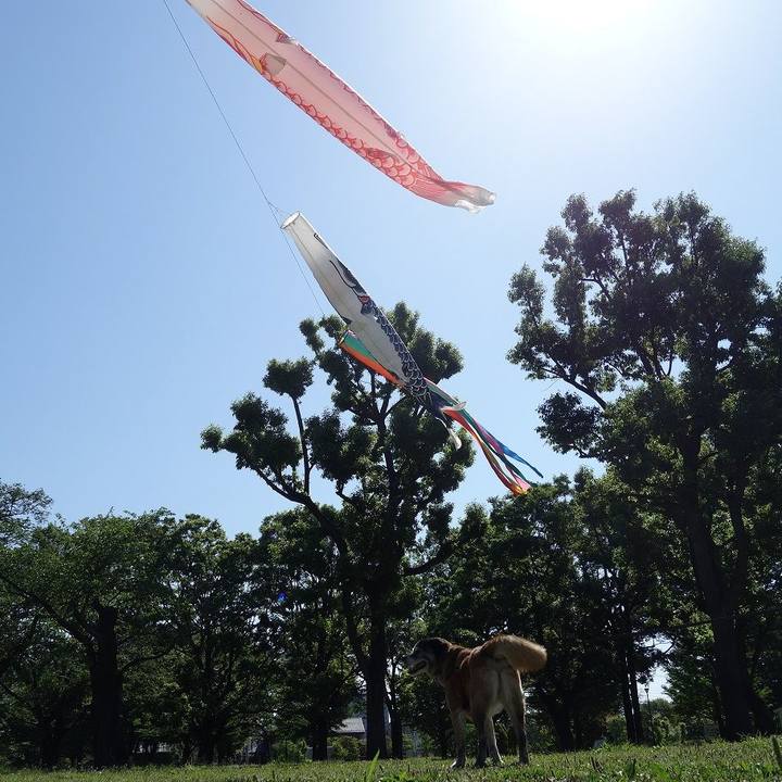 17696979 afb9 4a00 b32a d126c42eea87 1524882561052