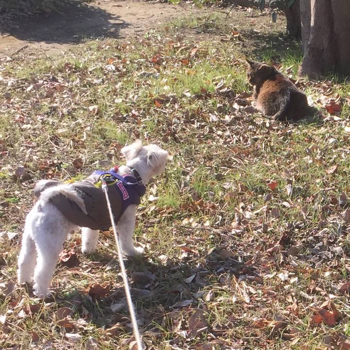 176c2de0 68fe 4f6d ab17 393974bf6630 1513577878969