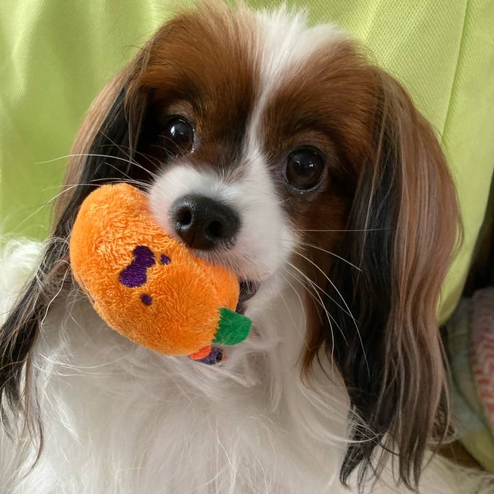 176f47e7 d275 4cbd a3f4 a41e58c674d1 1667206313761