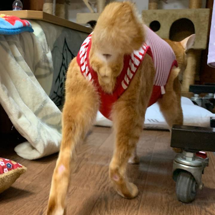 176f6435 db97 4c20 8460 104fb78f6be2 1575377256229