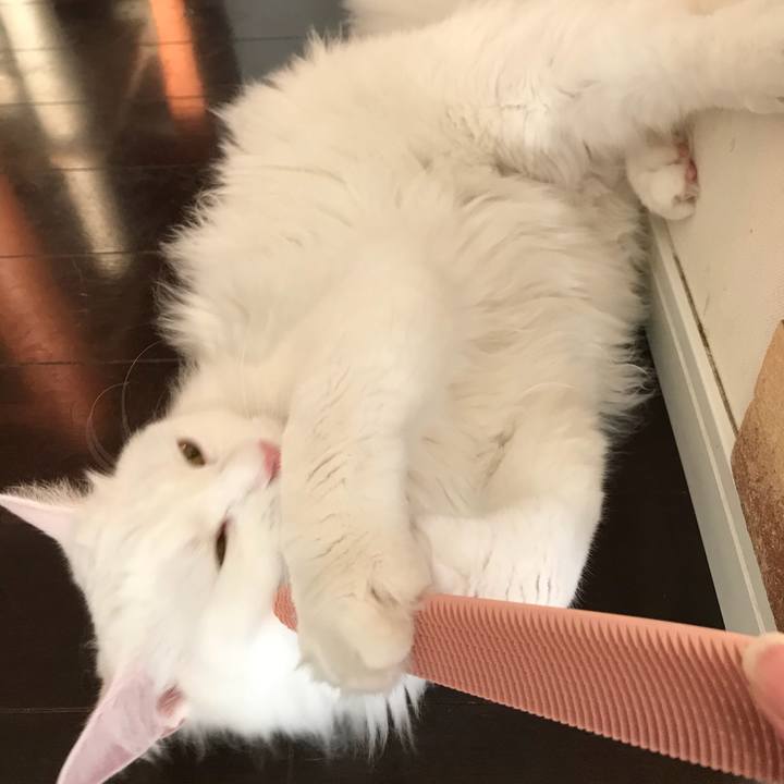 1770f305 10d1 4399 8174 7ae55294584c 1530965915842