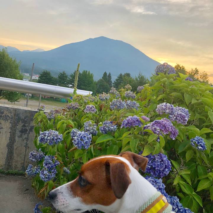 17715983 8df5 4495 ac49 c6025a87dd13 1532683779570