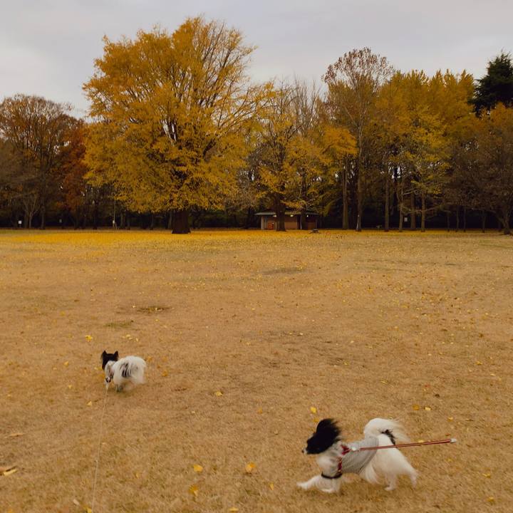 17741373 21b4 490f b8cc f6744e95abf1 1577539959169