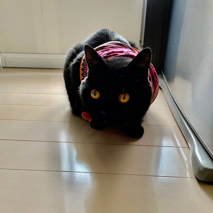 17759f3c 18d1 4acc 8258 ad04cf41f6e3 1602715408044