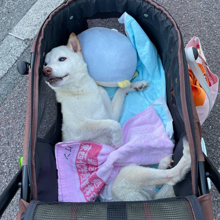 1775d0a5 f066 49d3 83bb e41149189f0c 1666777295554