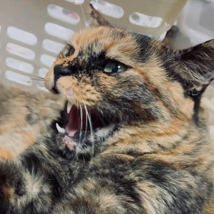 17763915 c9e3 443e a187 6cc36810c41c 1756846352982