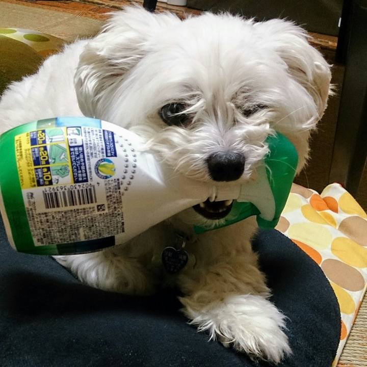 17798209 bf64 4d62 80f3 d071ef8f40b8 1527079354410