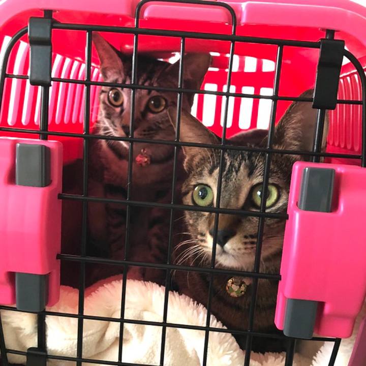 177bd838 605e 4109 b52c a6d14f69dc1b 1542160561744