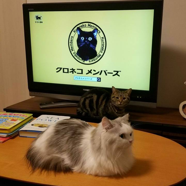 177c444b d718 44b9 b433 6623c36e2fea 1520816798251