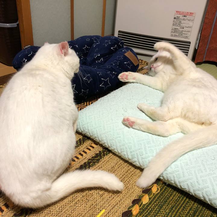 177d51c6 83dc 4e8d 9024 af77662190b2 1544947444290