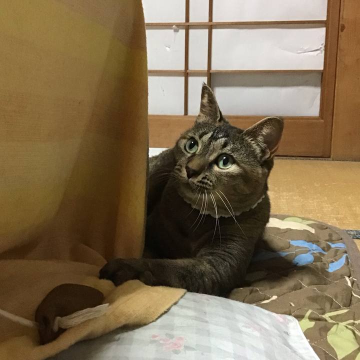 17800ea3 c4e3 4d2e 972d 2bb373686fa4 1687435255710