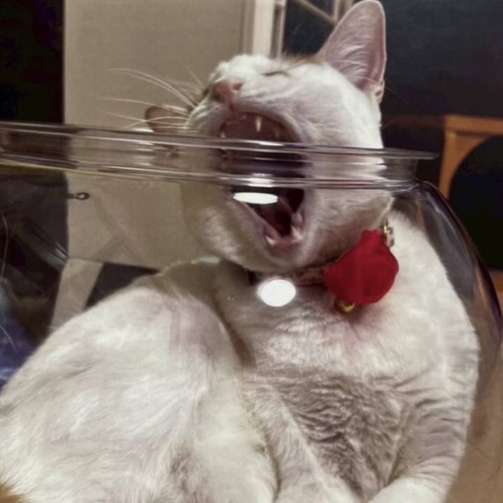 1781537a c689 4230 8875 65849afd6072 1769445015664