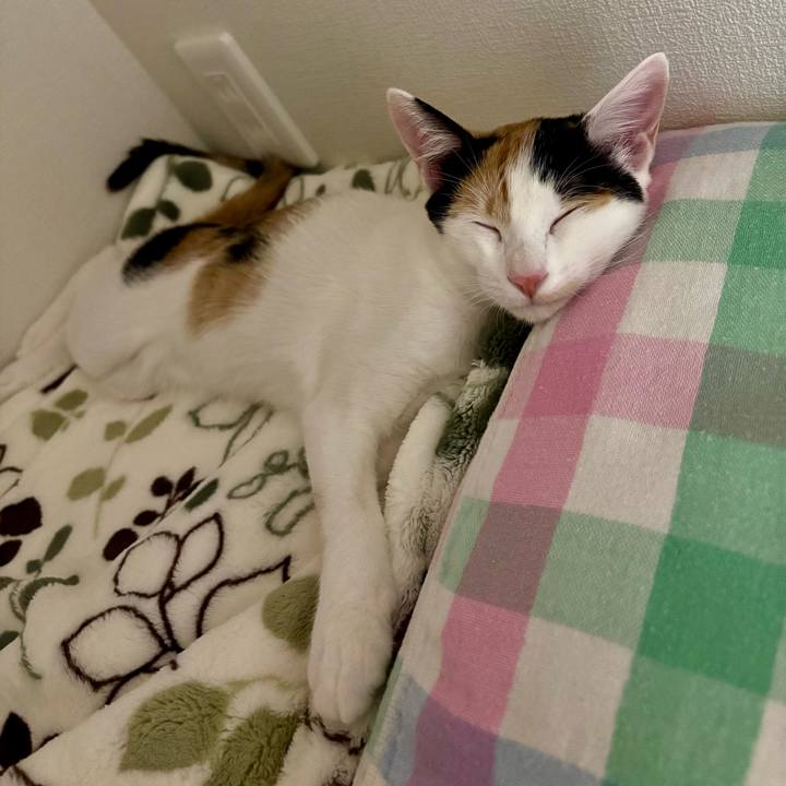 1781bfec 28ce 4656 8a6d 313e788a76b6 1759380290339