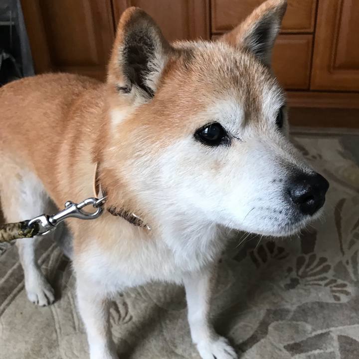 17823ddc c9f3 4035 a4ce a6305b7dc683 1534900475836