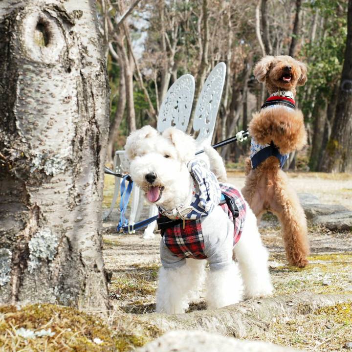 17824d4a ad95 4e7d 95a5 5c986b75e14e 1521346191441