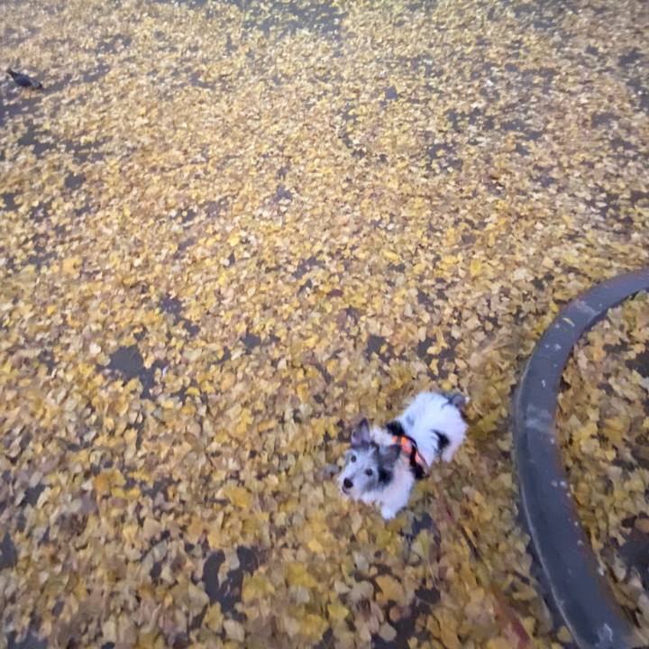 17826af9 2d0f 41bb 8d0a 4bd9b80dfb6f 1576317006508